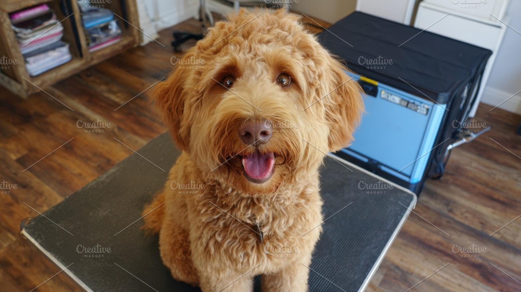 Happy dog sitting on grooming table, a Photo by Beautiful things