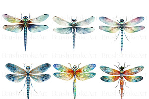 Watercolor Dragonfly Clipart, Insect