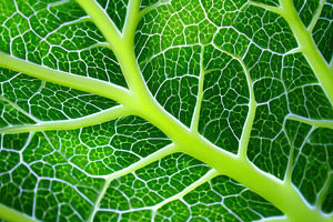 Closeup photo of green leave, a Nature Photo by AlyaAnd