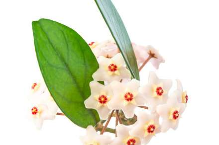 White flowers Hoya Carnosa