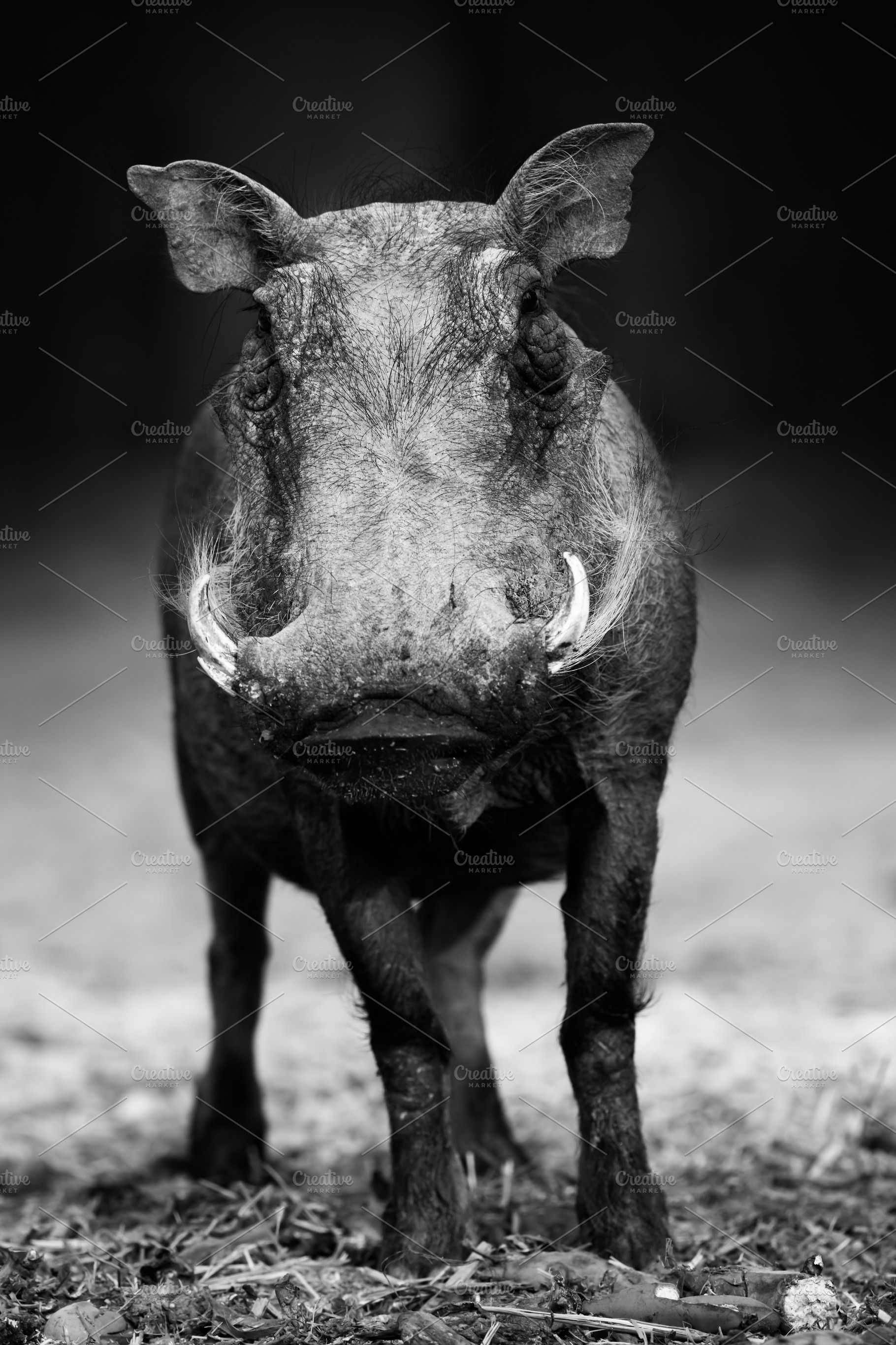Warthog portrait in black and white, an Animal Photo by Etienne & Yolandi Outram