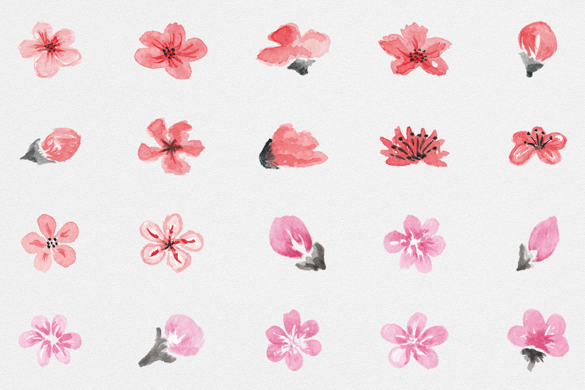 Sakura.  Japanese ink creator, an Illustration by GraphicHouse (Photo 5 of 10)