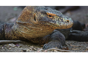 Komodo dragon resting on Rinca, an Animal Photo by Goinyk