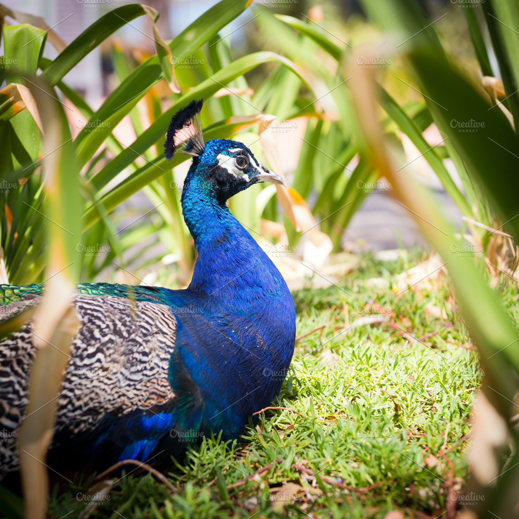 Peacock, an Animal Photo by THP Creative