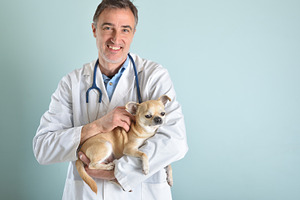 Veterinarian Holding Chihuahua with Stethoscope Portrait