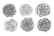 Roses and Tulips Set, an Illustration by Sunset&Sea Design (Thumbnail 2 of 5)