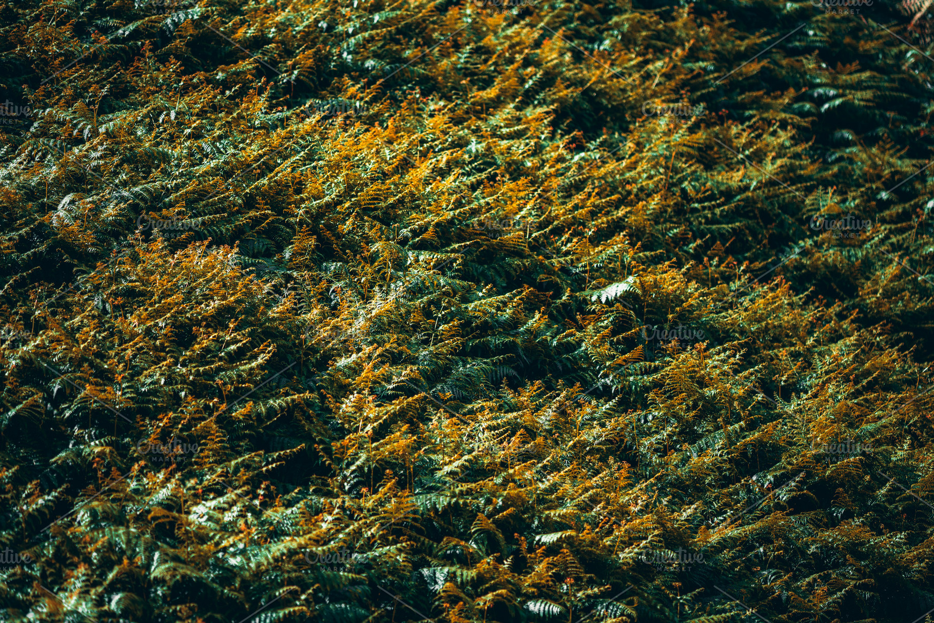 Autumn ferns in sunlight, a Nature Photo by SkyNext