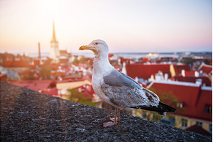 Tallinn and sea gull, an Architecture Photo by Nature and travel