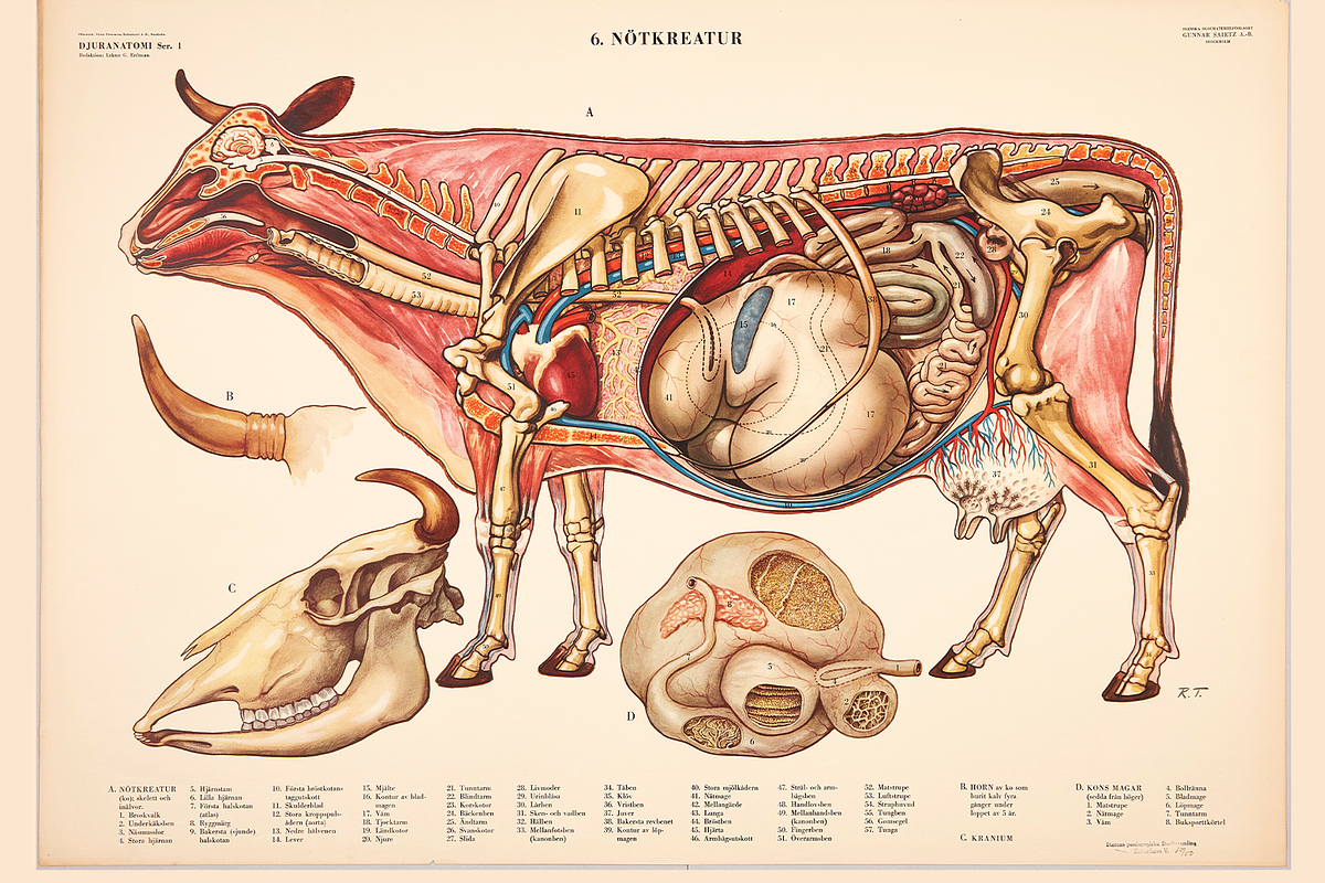 Rare Vintage Animal Anatomy, an Animal Illustration by Digital Museum (Photo 3 of 8)