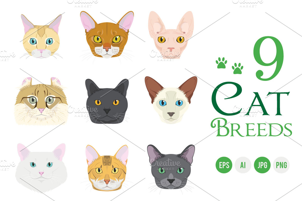 9x Cat breeds Vector Collection, an Animal Illustration by asantosg (Photo 1 of 5)
