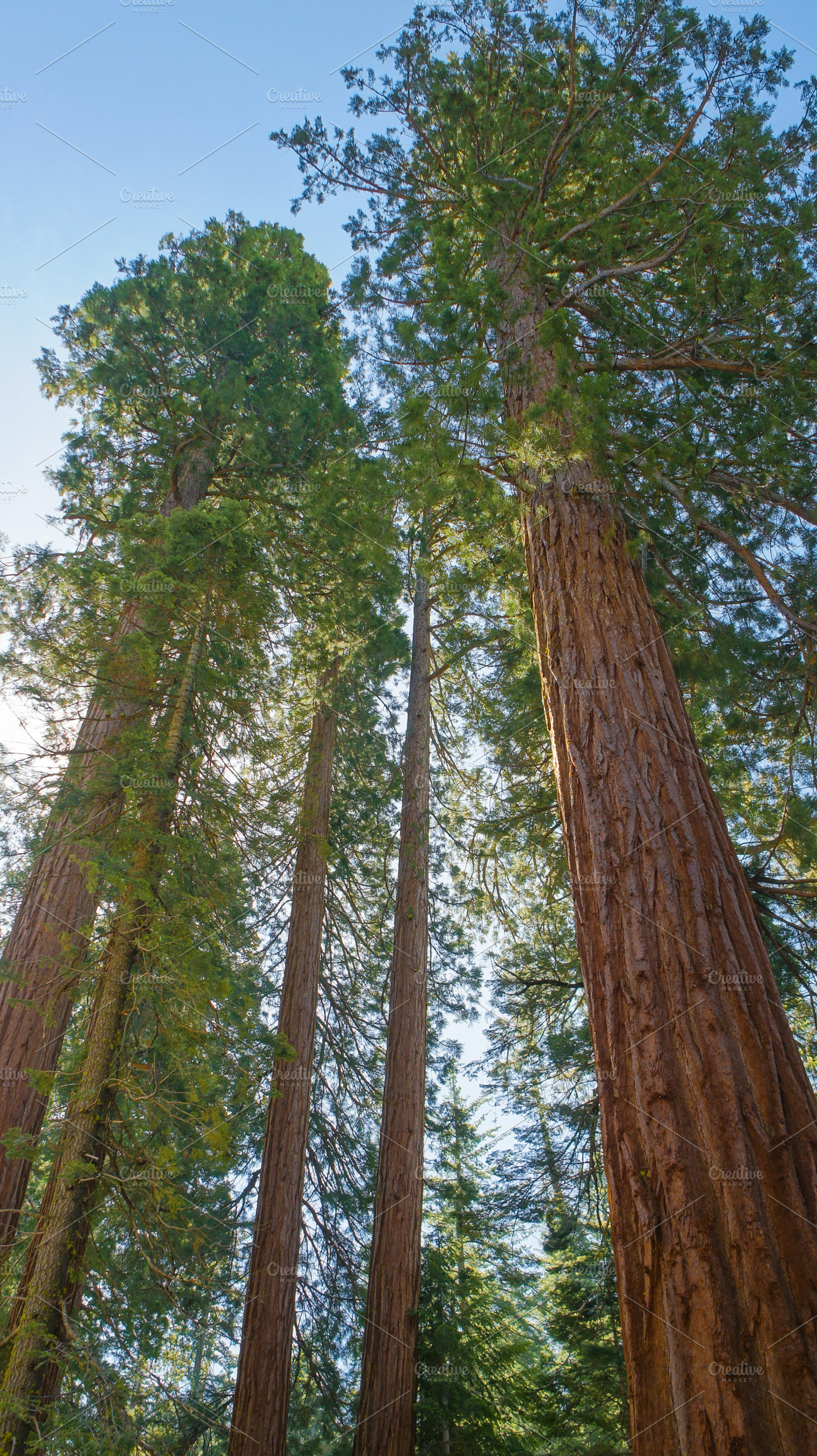 Organic Towers, Mariposa Grove