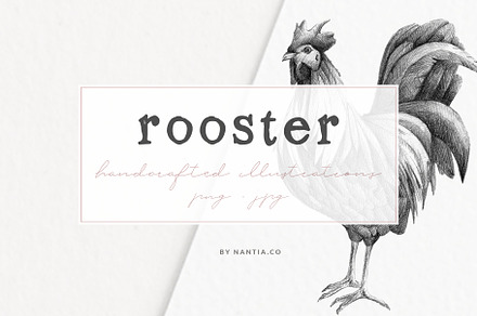 Hand drawn Rooster Illustration