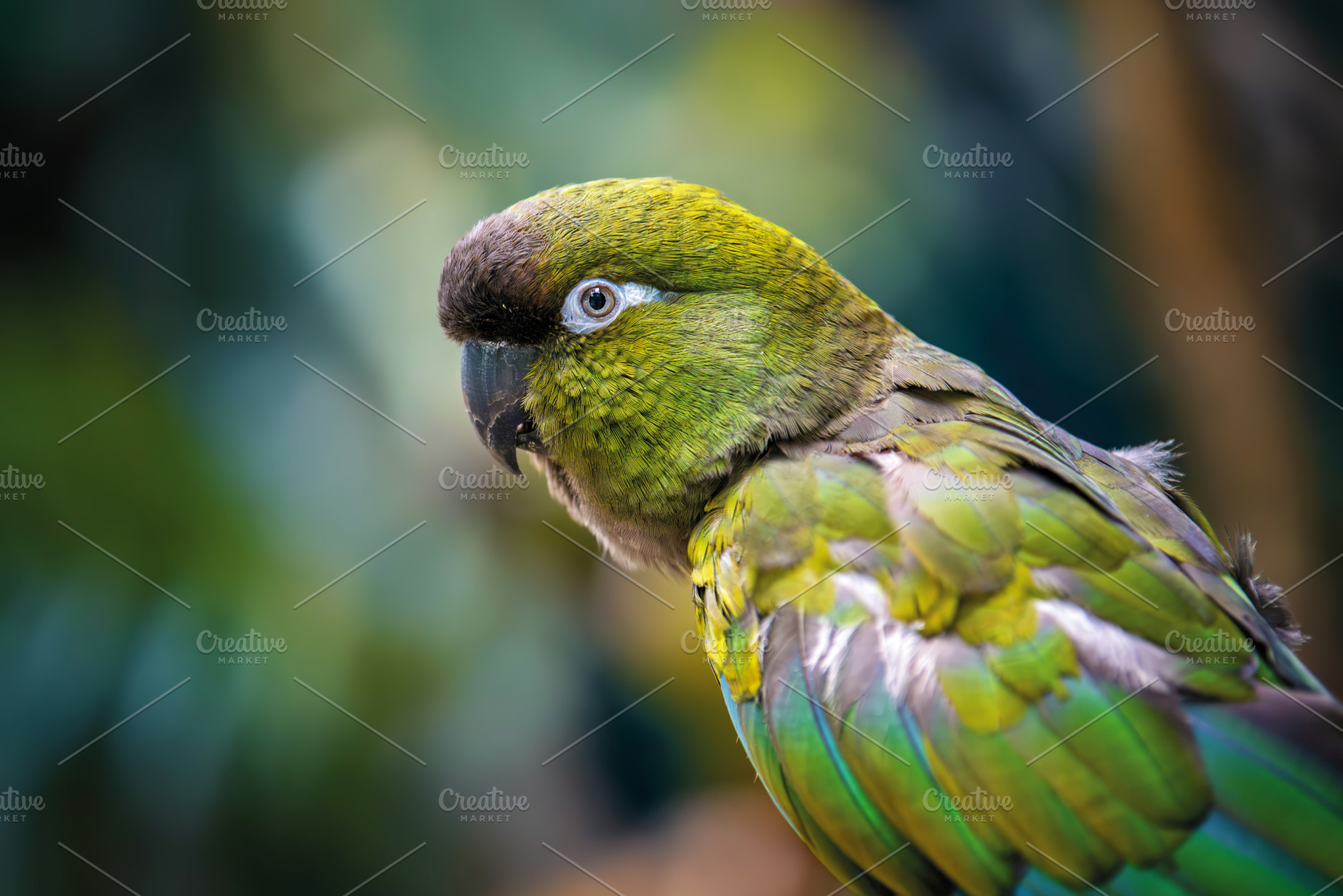 Portrait Burrowing parrot in jungle. Wildlife scene from nature, an Animal Photo by Byrdyak