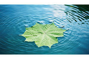 serene watermelon leaf ai generated, a Nature Photo by pikepicture
