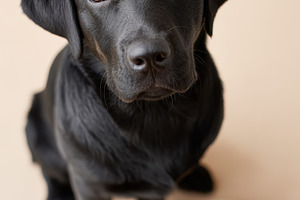 Curious dog near a silver food bowl, an Animal Photo by AlyaAnd