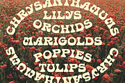 MC Kombucha, a Serif Font by McLetters (Thumbnail 5 of 8)