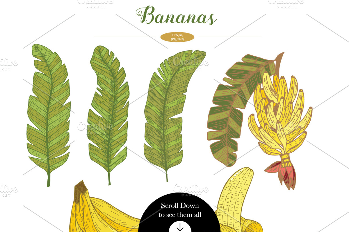 Tropical fruits collection, a Decorative Illustration by TashaDraw (Photo 4 of 10)
