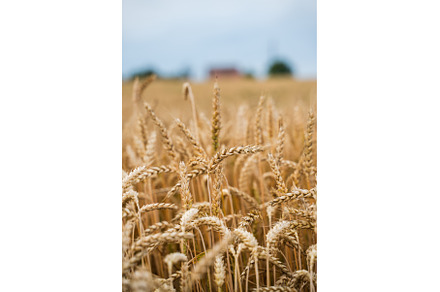Wheat filed rural scene. Ripening, a Nature Photo by volodymyrshtun13795