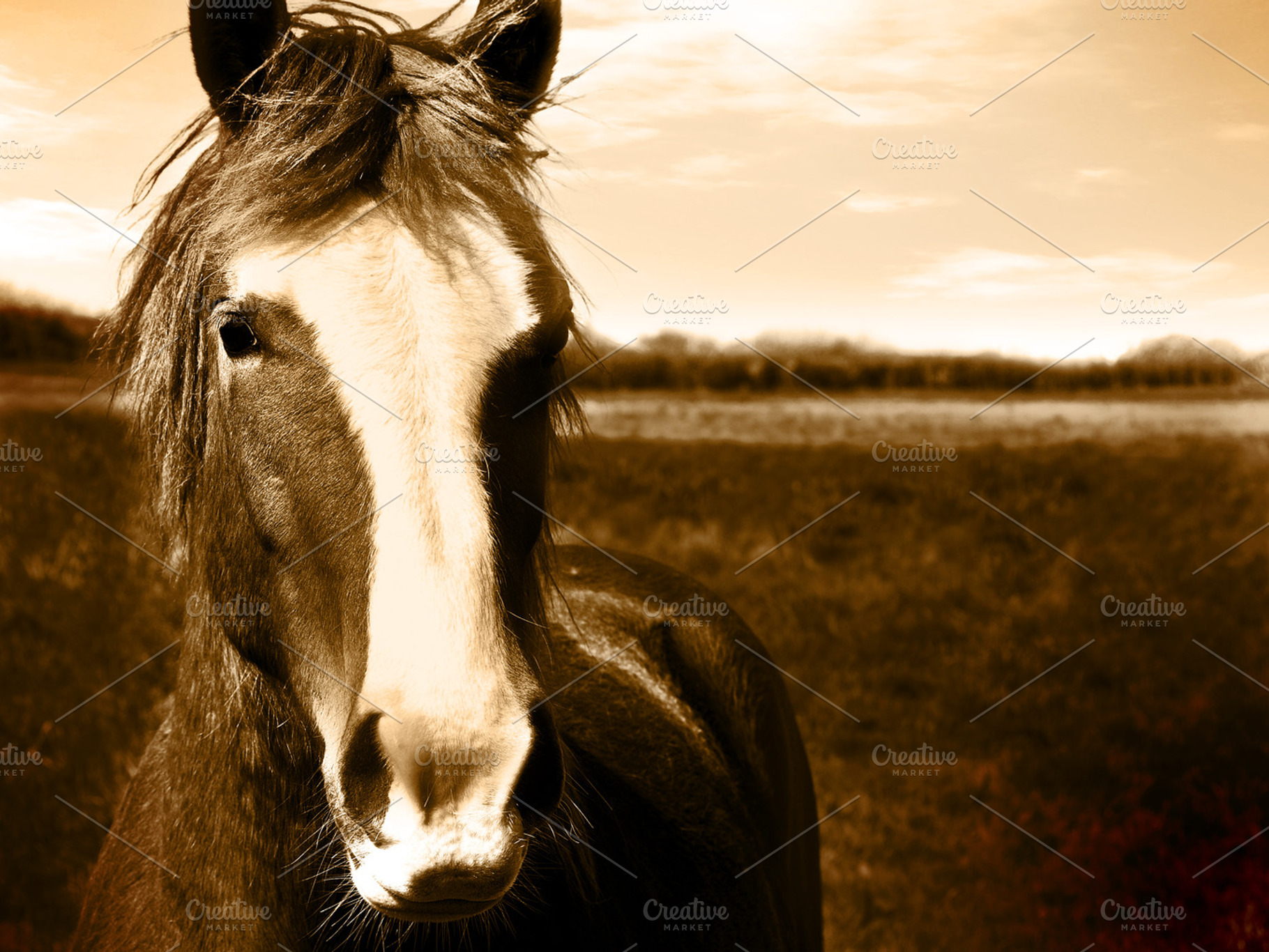 Wild horse in sepia stock photo containing rustic and horse