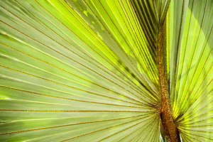 Palm Leaf Background, a Nature Photo by THP Creative