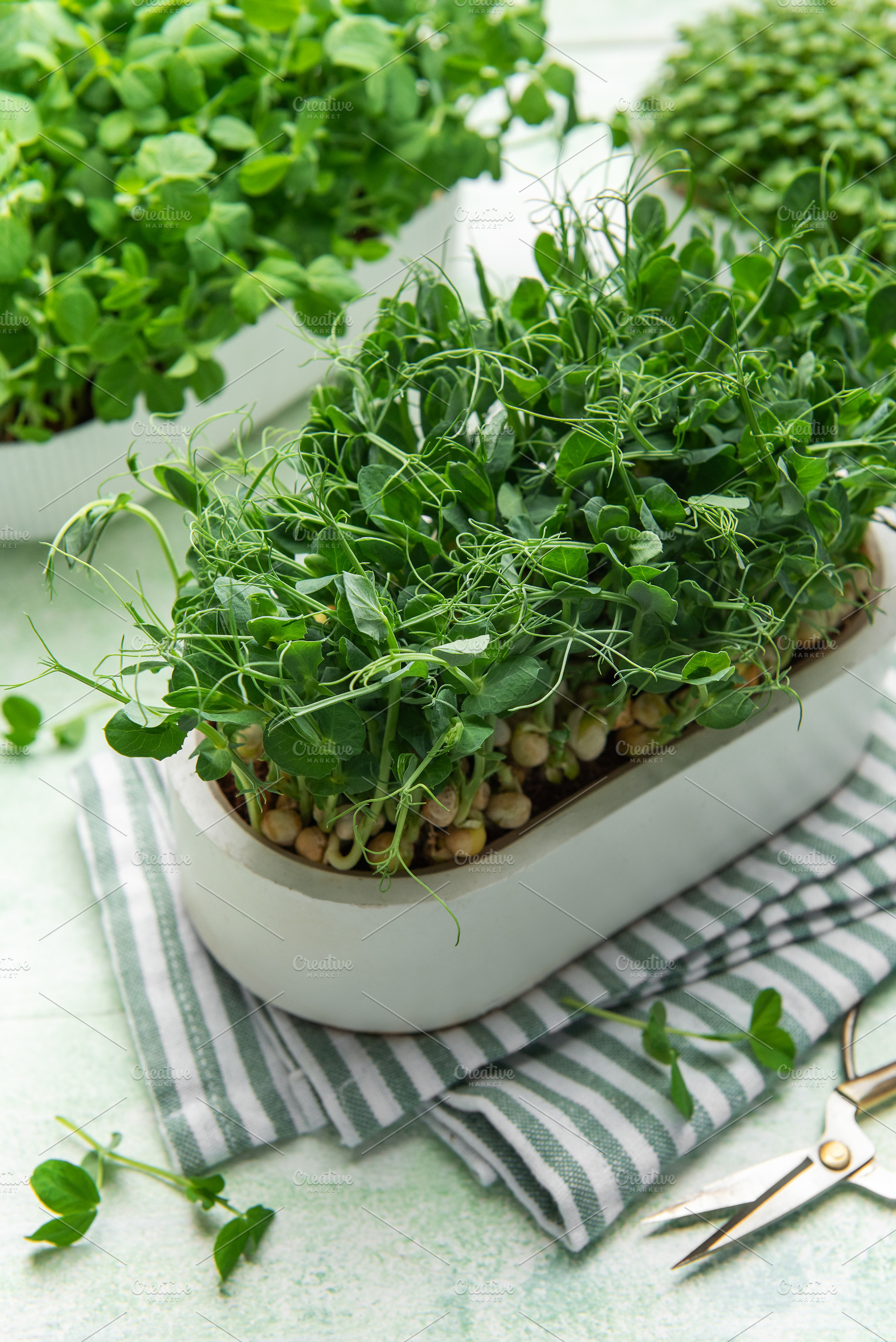 Microgreens growing in container, cultivating healthy organic ve, a Food & Drink Photo by Olena Rudo