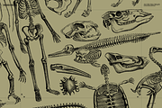 Skeletons & Bones, an Animal Illustration by Nomad Visuals (Thumbnail 3 of 15)
