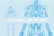 Human Body Anatomy, a Healthcare Illustration by Rekanice (Thumbnail 3 of 3)