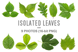 Bundle of isolated green leaves