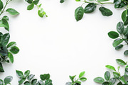 99 Frames of green leaves, a Nature Photo by Handmadefont (Thumbnail 37 of 100)