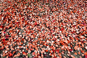 Ground covered with red autumn leaves, symbolizing change, beaut, a Photo by salmon.black