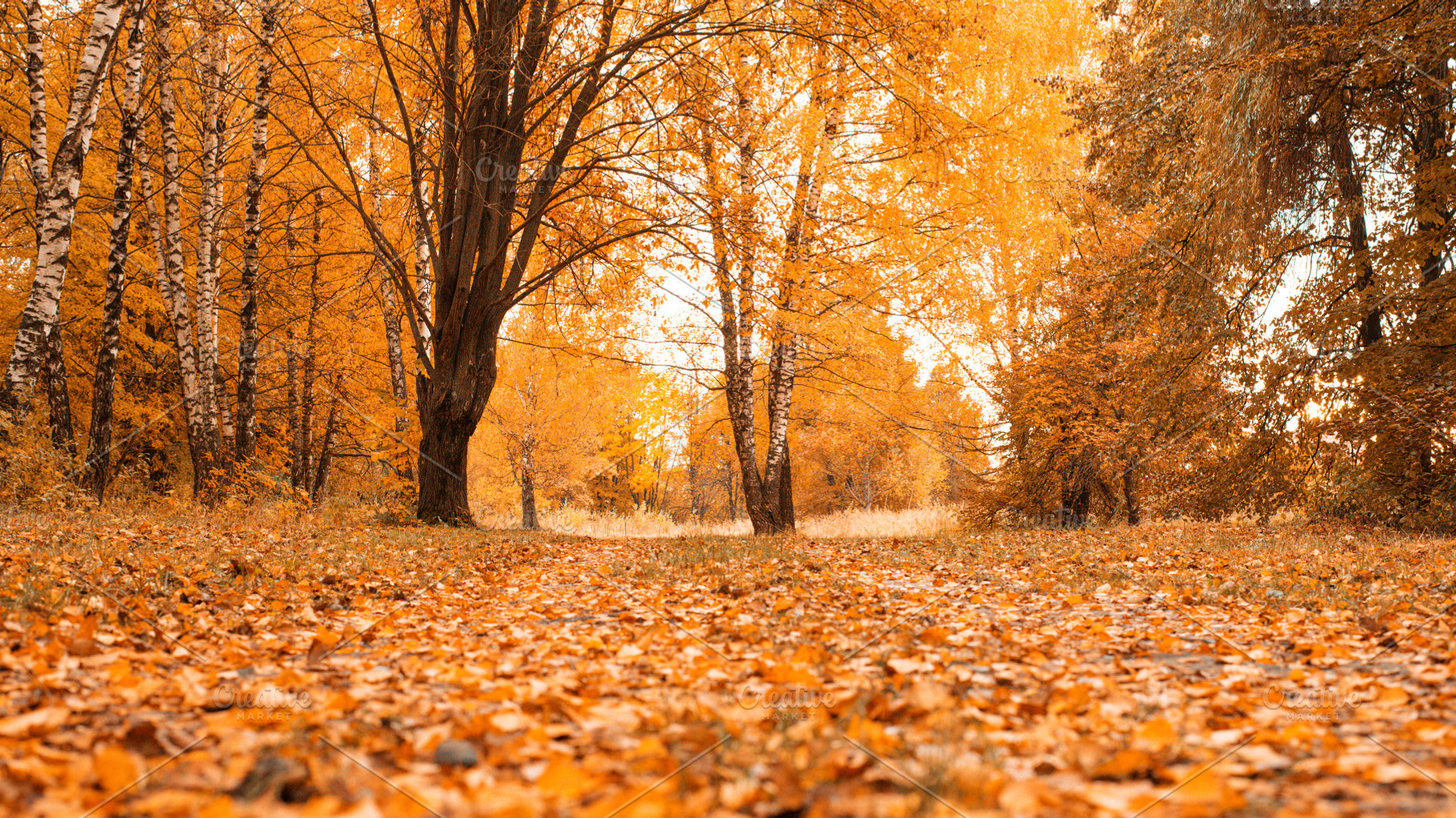 Autumn forest beautiful background park in bright leaves road in the forest, a Nature Photo by byswat