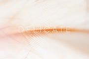 Delicate | 20 Feather Photos, a Nature Photo by Melanie Helena (Thumbnail 9 of 20)