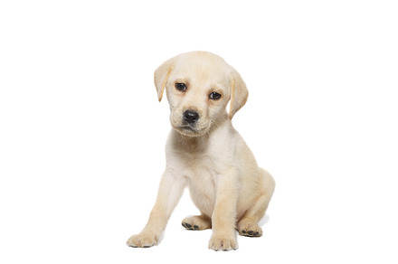 puppy labrador isolated on white bac, an Animal Photo by AlexBush