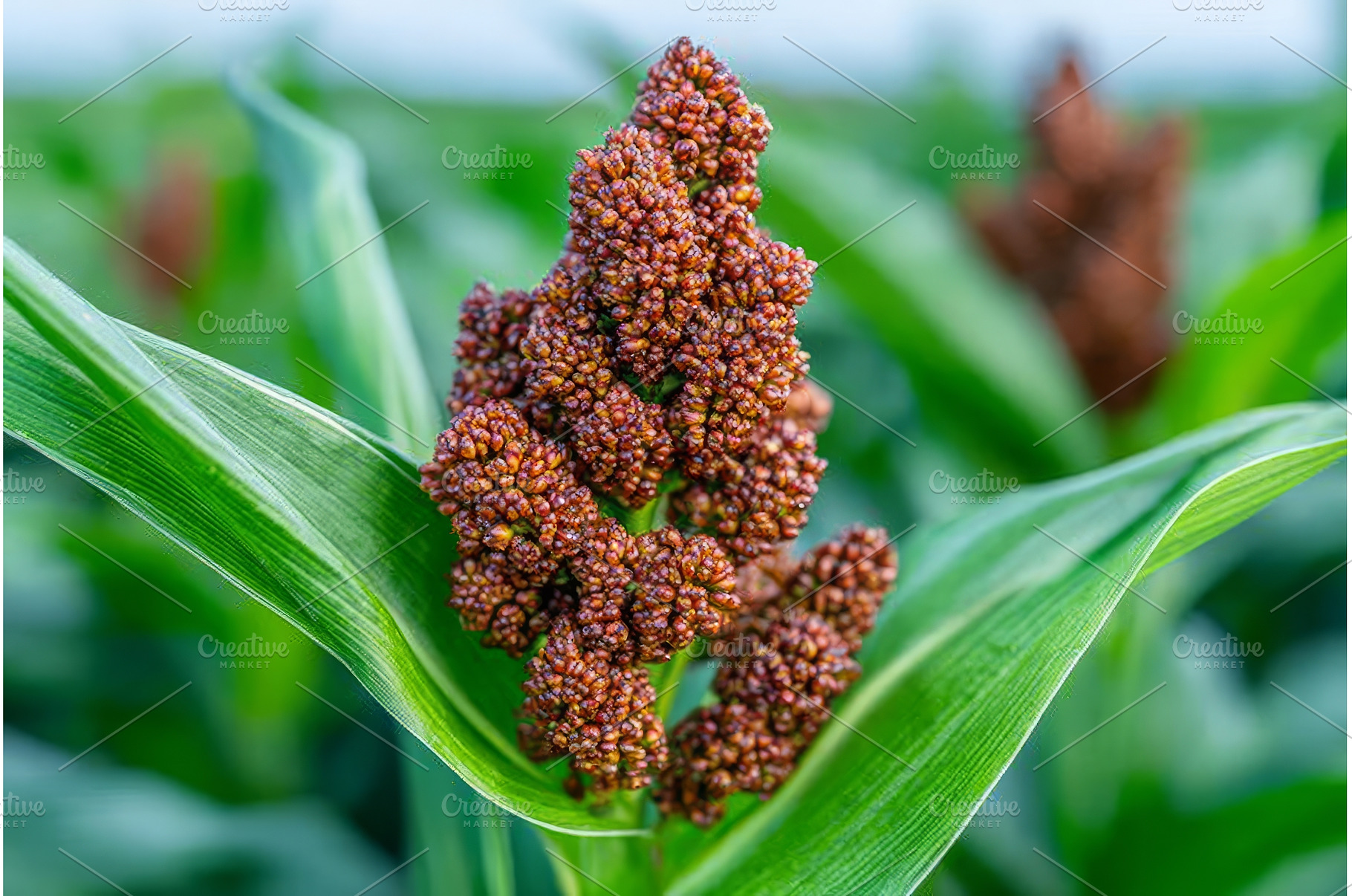 A close-up view of sudangrass and, a Nature Photo by ZinetroN