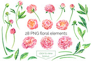 Watercolor peonies, an Illustration by ognivo (Thumbnail 2 of 5)