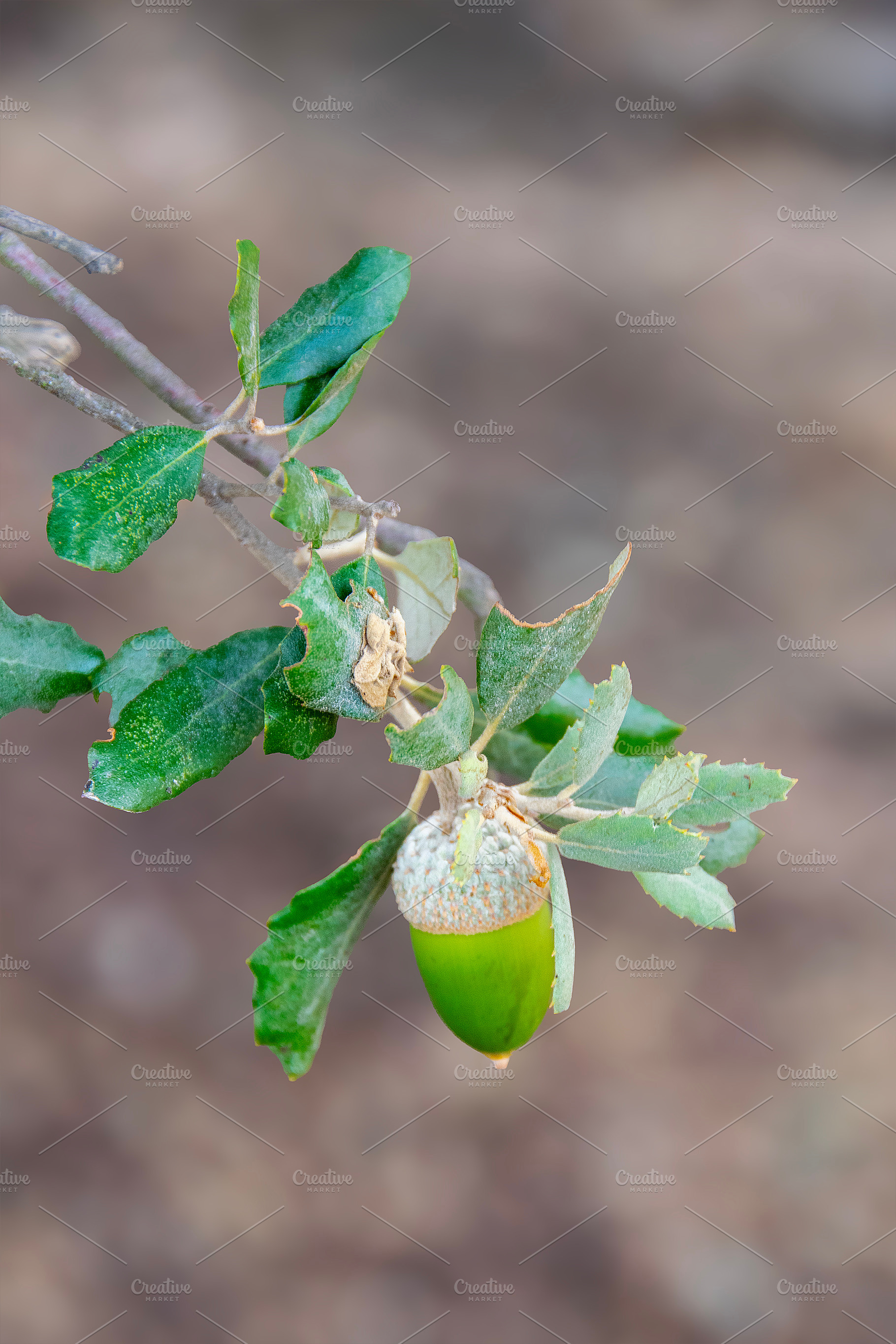 Green acorns growing on oak tree in daylight, a Food & Drink Photo by DanFLCreativo