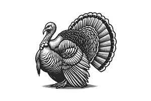 Majestic Turkey engraving sketch, an Animal Illustration by AlexArt