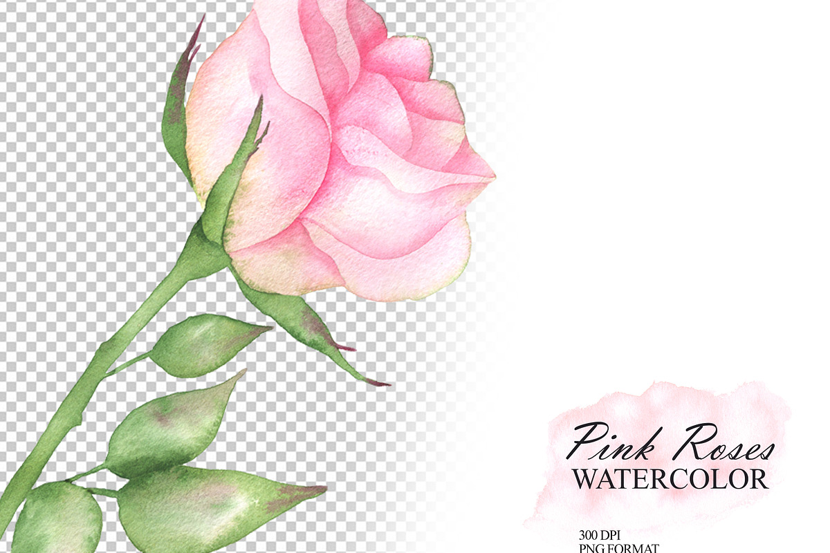 Watercolor pink roses and leaves, an Illustration by OlDm_Shop (Photo 6 of 10)