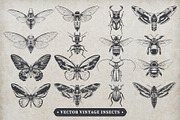 Vintage Insects Vector Set, an Animal Illustration by Vecster (Thumbnail 1 of 4)