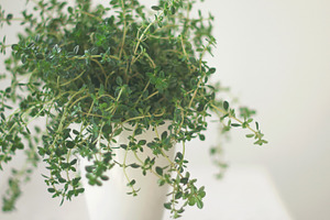 Lemon thyme in a jar