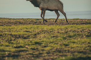 Elk stock photograph
