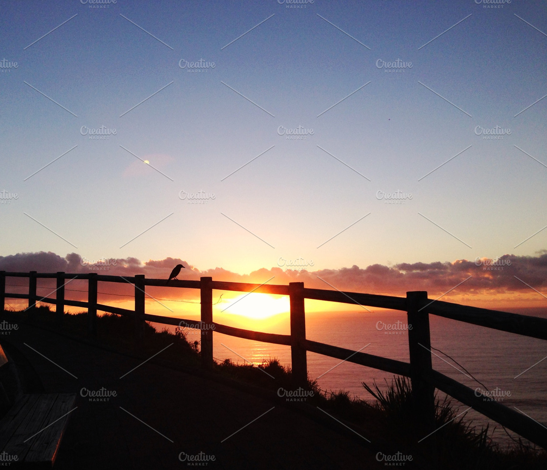 Bird at sunrise