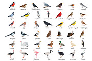 Bird collection, an Animal Illustration by Elena Istomina (Thumbnail 2 of 7)