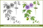Passion Flower Pencil Illustration, an Illustration by Anna Repp Illustration (Thumbnail 1 of 7)