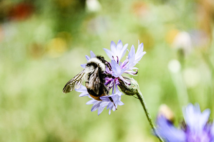 A beautiful bumblebee on cornflower, a Nature Photo by shahsoft