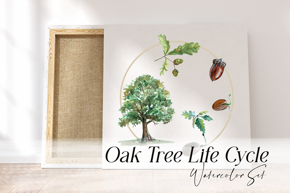 Oak Life Cycle Clip Arts and Print, an Education Illustration by Tati Bordiu (Photo 1 of 4)