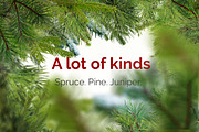 51 Christmas Tree Branch Clipart preview 3