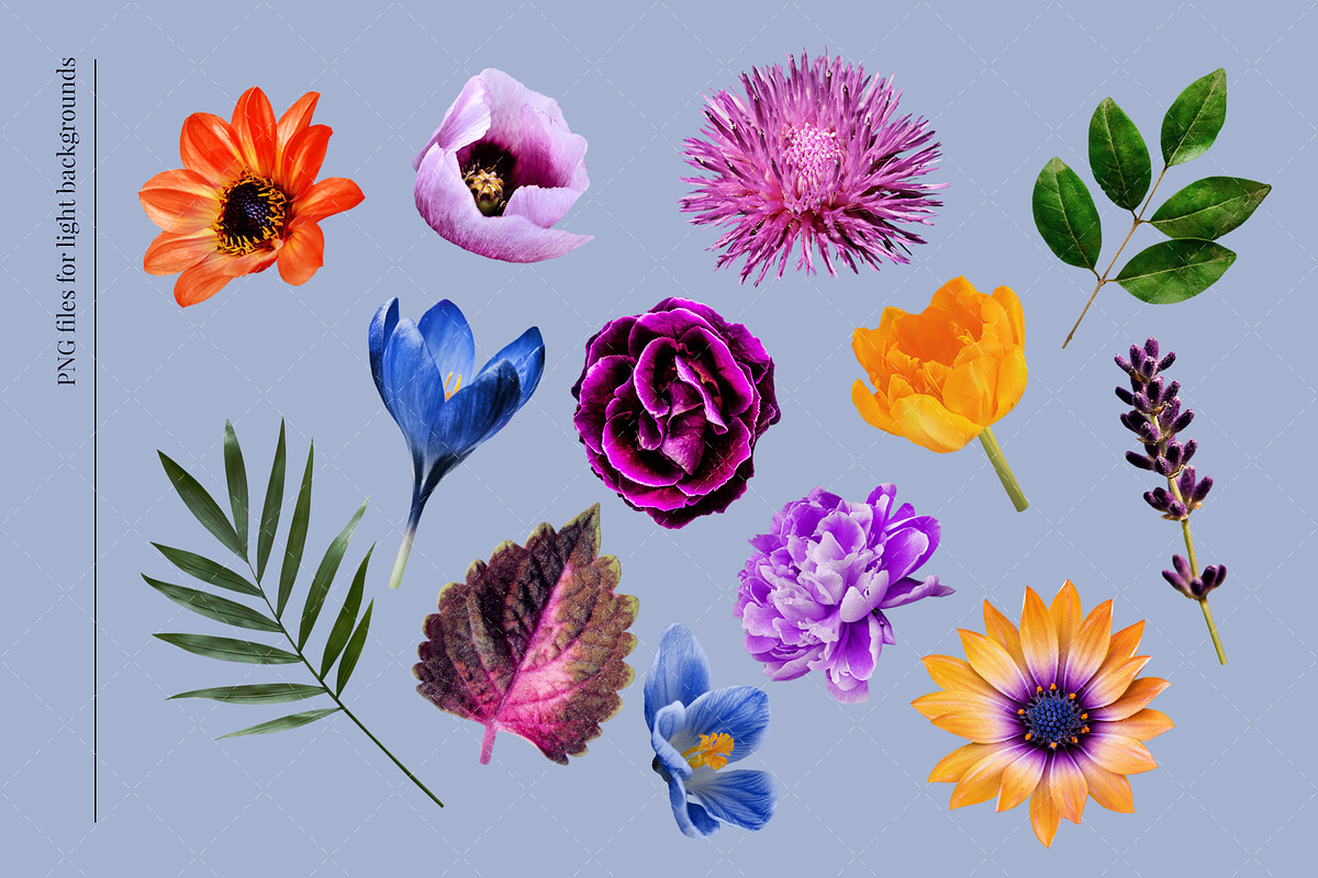 Isolated real flowers clipart set, an Object Graphic by The Graphic Parade (Photo 3 of 14)