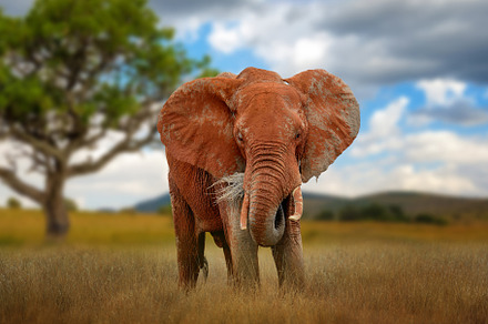 Old big red elephant in savannah on National park of Kenya, an Animal Photo by Byrdyak