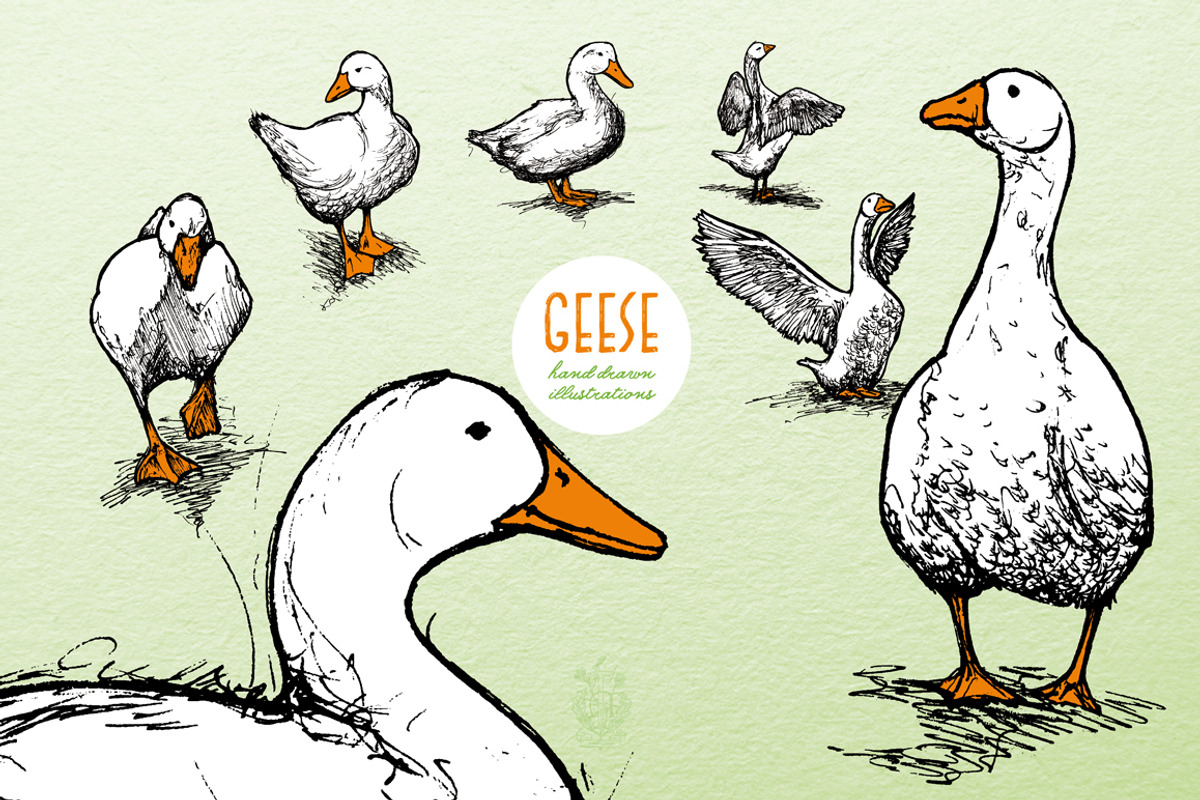 Geese - Hand Drawn Illustrations, an Animal Illustration by Andrea Tardivo (Photo 1 of 4)